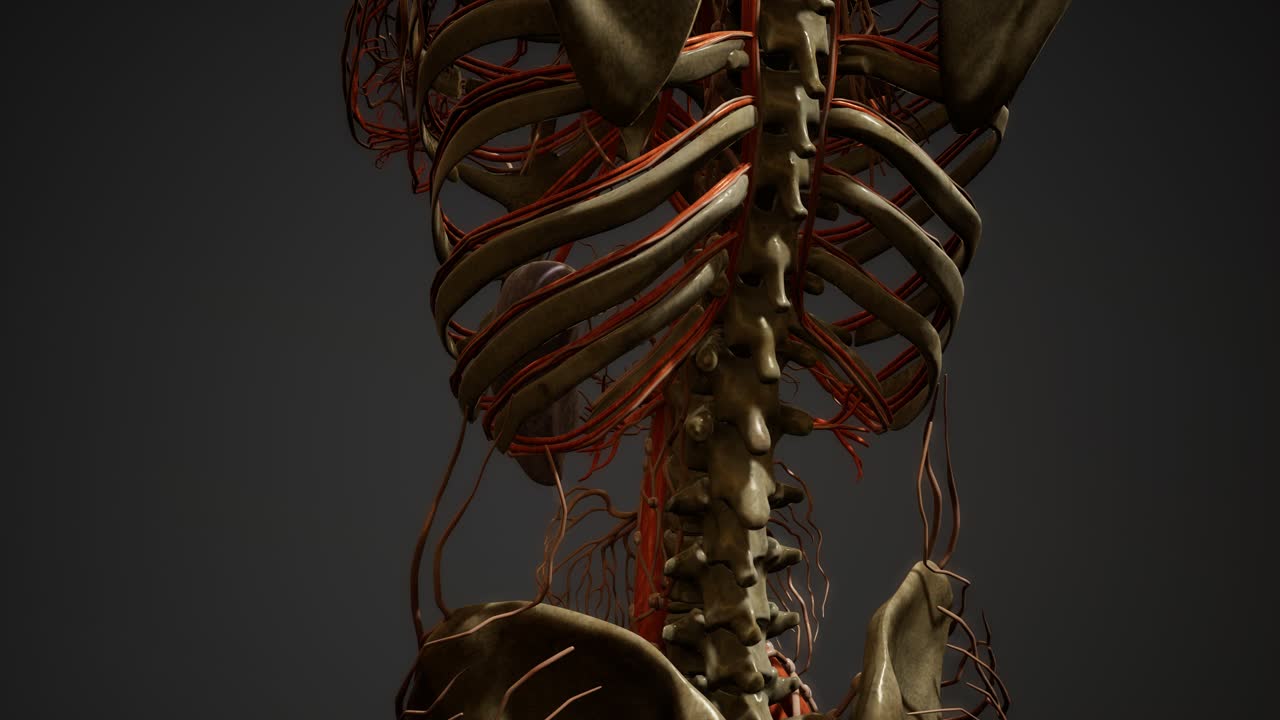 인간 신체 혈관 해부학