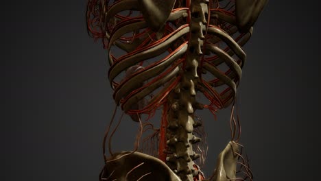 anatomía de los vasos sanguíneos del cuerpo humano