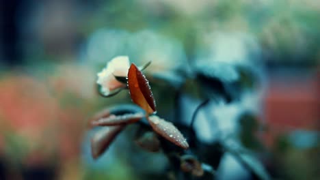 Rosenknospe-Und-Blätter,-Die-Bei-Regen-Mit-Geringer-Schärfentiefe-Im-Wind-Wehen