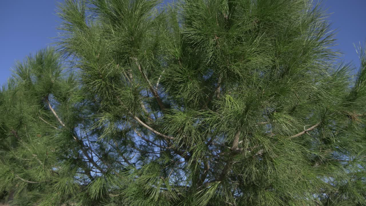 pino con cielos azules en el fondo