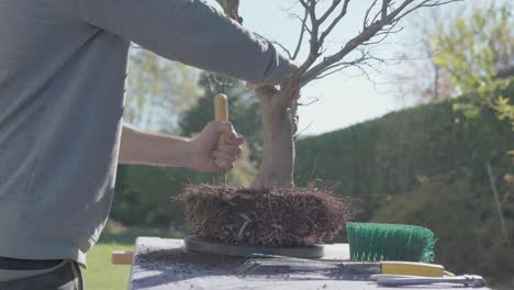 close shot young male gardener working in backyard, home gardening concept. bonsai care.