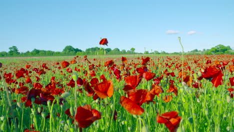 slow motion close up of red poppy field blowing in the wind