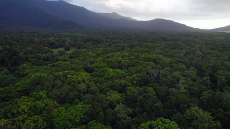 selva tropical del parque nacional daintree, tribulación del cabo en el norte de queensland, australia