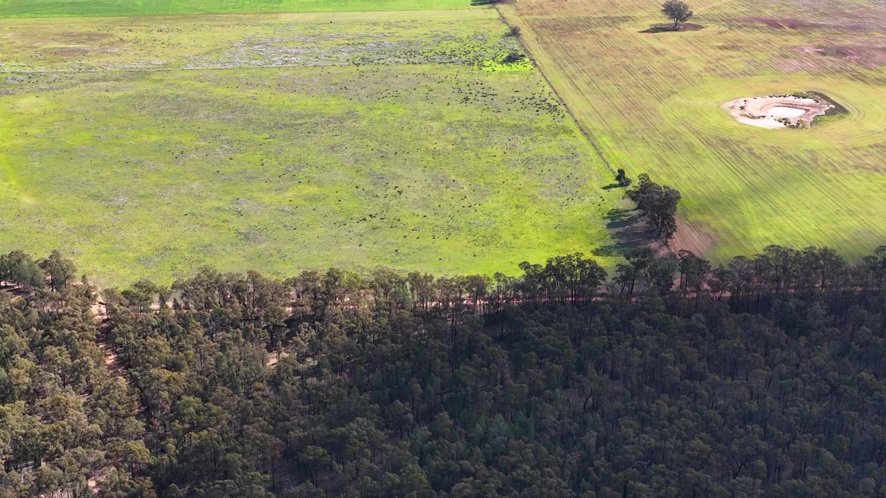 Ripresa aerea con drone di una fitta boscaglia australiana che incontra campi agricoli di un verde brillante nella foresta di Goonoo