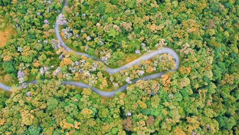 aerial view of car driving through the forest on country road