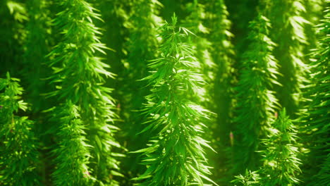 lush green aquatic plants thriving in sunlight near a serene water body
