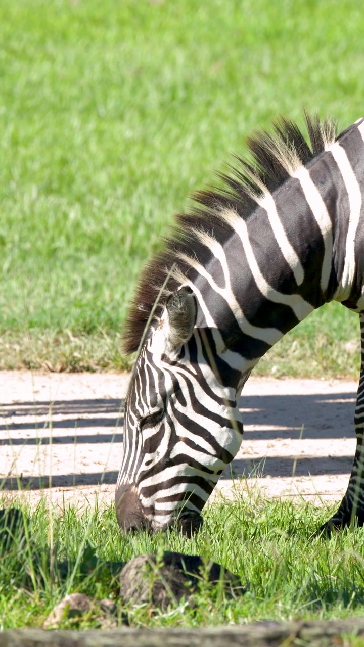 Una zebra delle pianure abbassa la testa per pascolare sull'erba verde lussureggiante sotto la luce solare intensa