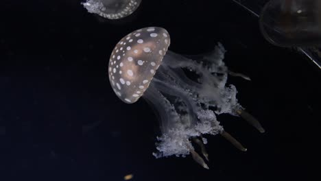 spotted jellyfish pulsating through dark waters