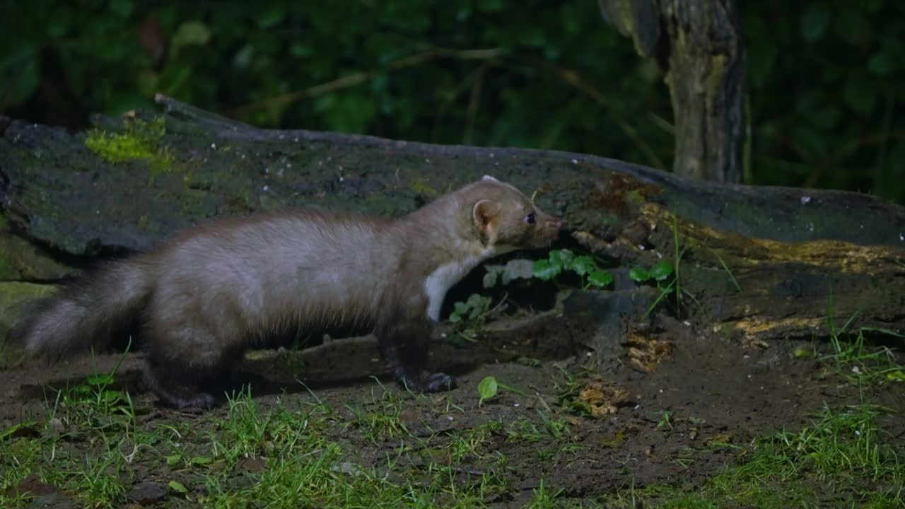 Beech marten pausing on trunk in evening light, Drenthe, The Netherlands