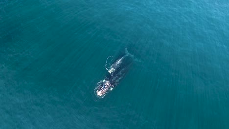 mother and calf of southern right whales in patagonia from a drone top shot moving up slowmotion