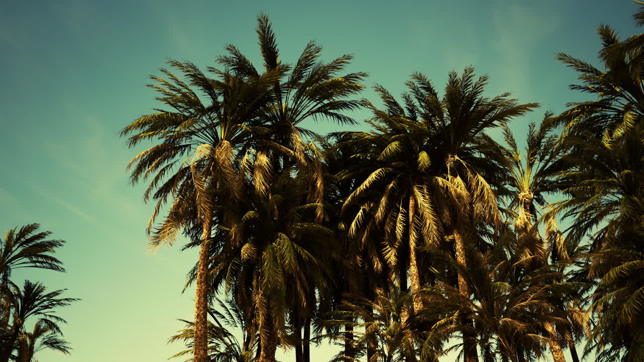 Underside of the coconuts tree with clear sky and shiny sun