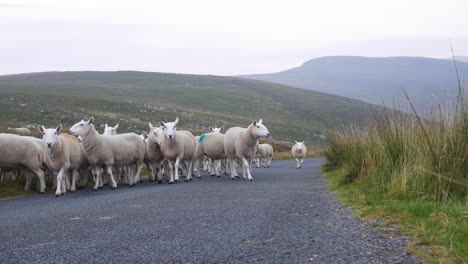 rebaño de ovejas blancas caminando por la carretera temprano en la mañana en las montañas de wicklow, irlanda