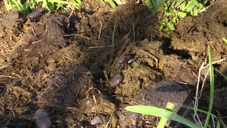 several african dung beetles on a pile of rhino dung forming balls, medium shot