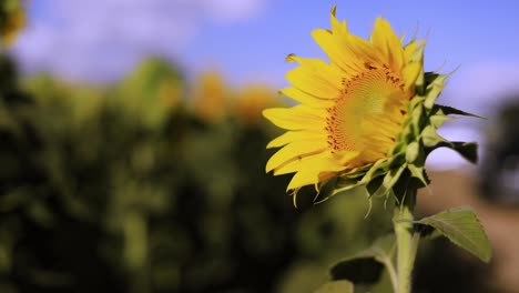 Schöne-Sonnenblume-An-Einem-Sommertag