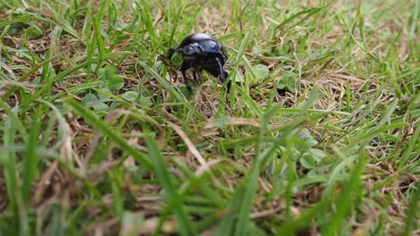 Close-up-shot-of-black-bug-crawling-through-green-grass-in-nature-during-daytime