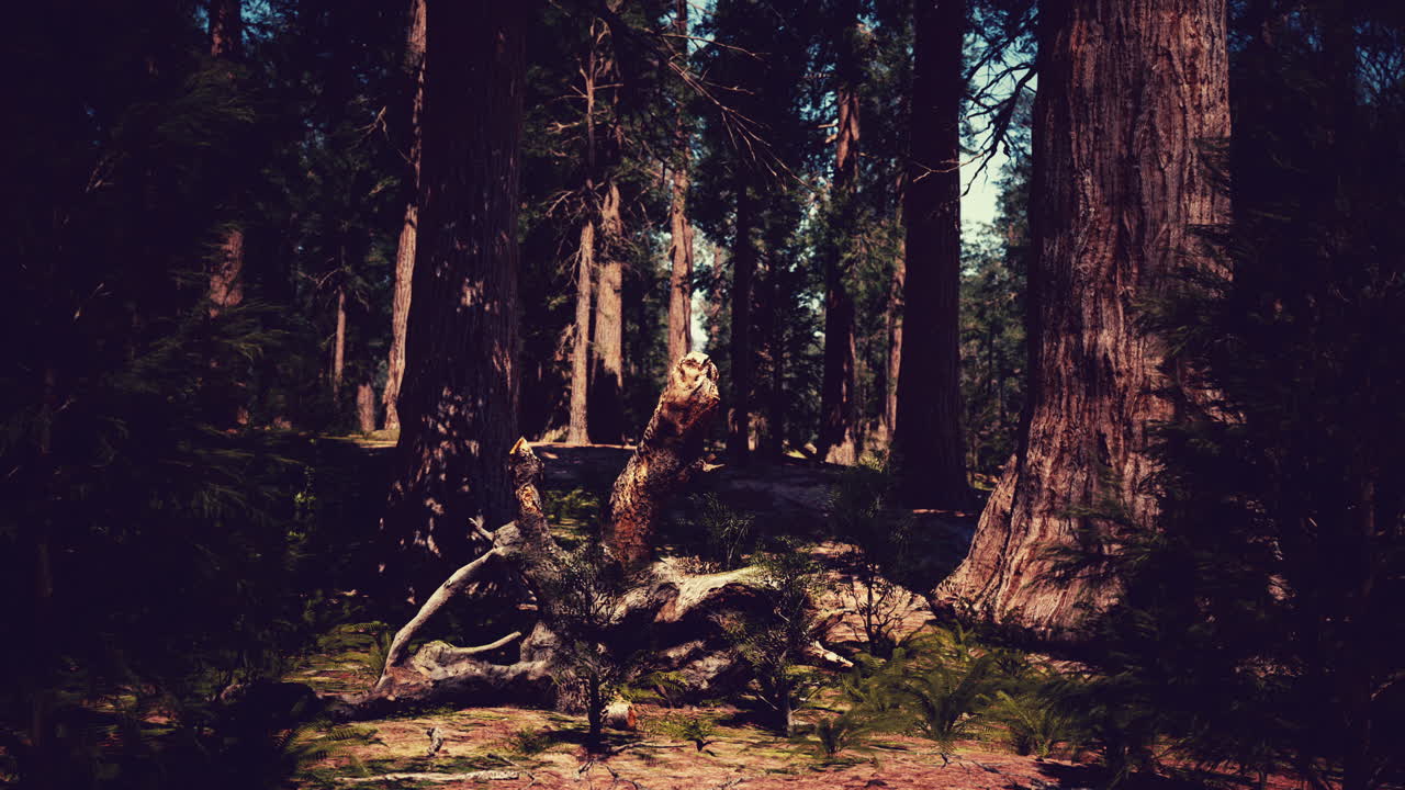 Sequoie giganti nella Giant Forest Grove nel Parco Nazionale di Sequoia