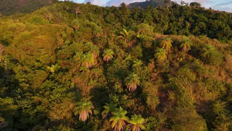 Drohnen-Luftaufnahmen-Von-Jaco,-Costa-Rica,-Regenwald,-Küste,-Bäume,-Dschungel,-Mittelamerika