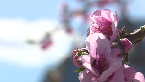 beautiful pink blossoms in spring
