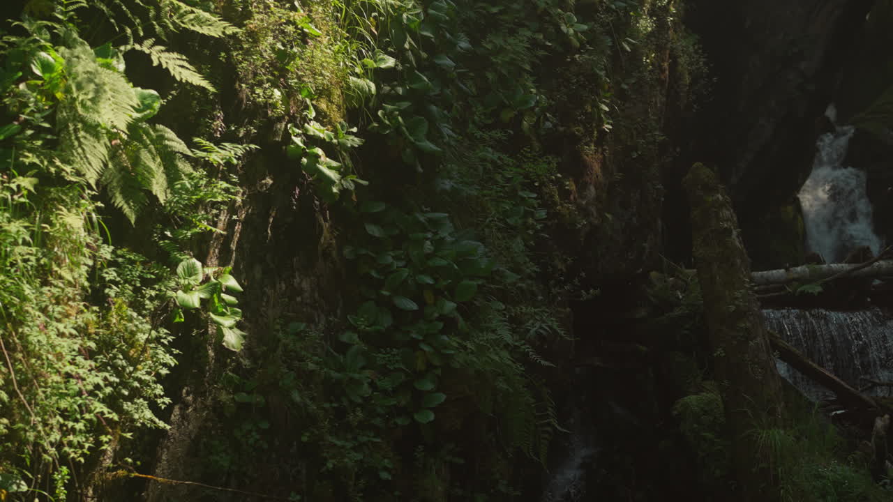 cascada en sombra oscura en medio del bosque. majestuoso embalse claro rodeado de altos árboles verdes y troncos secos. lugar de destino de grupos de turistas