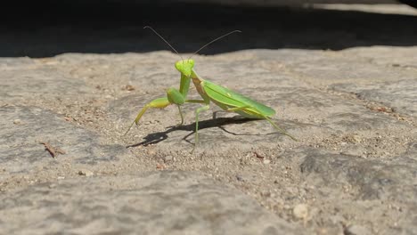 Cerca-De-La-Mantis-Religiosa-Moviéndose-En-Una-Calle-Pavimentada