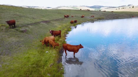 free range cattle herd of cows grazing freely along lake pasture, drinking water | grass fed beef agriculture farming livestock ,cattle ranching | migrating roaming freely, ethical farming | 1 of 12