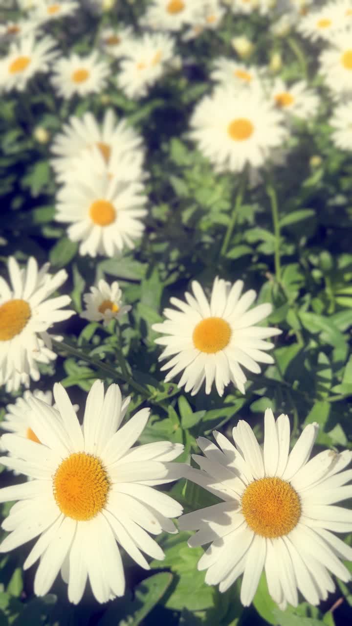 Aurinkoisella pellolla kevyesti huojuvia valkoisia päivänkakkaroita