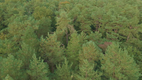 low aerial over treetops of beautiful forest in autumn