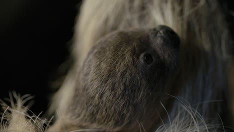 newborn baby sloth and mother close up