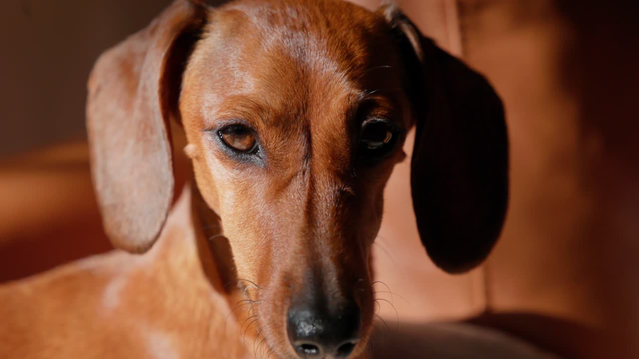 A red dachshund stares directly into the lens with focus and intensity, lit by the soft glow of winter light indoors.