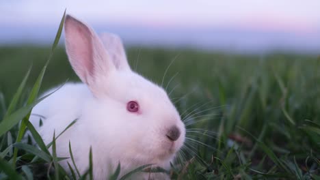 beautiful rabbit in tall green grass white little rabbit looking into the camera