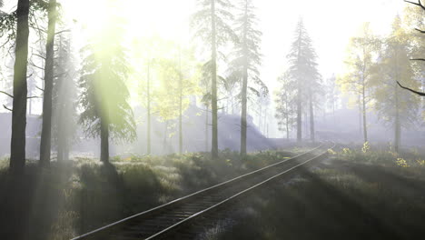 sunlight filtering through trees beside winding railway tracks in serene forest