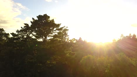 aerial shot of forrest golden hour