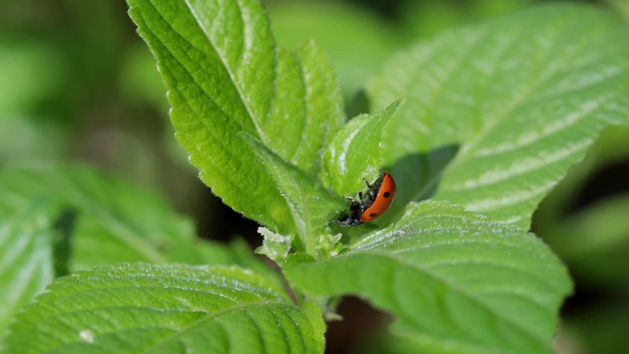 A 7-Spot Ladybird, Coccinella septempunctata, on Dog's Mercury, Mercurialis perennis, on a woodland floor in early Spring. UK