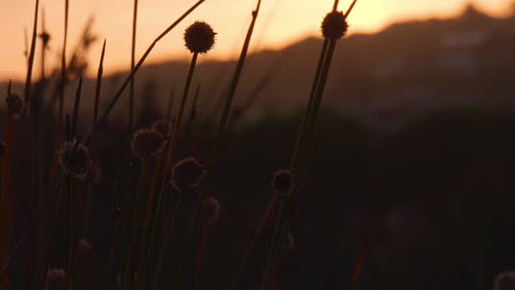 golden sunset with native australian grasses, tilt up