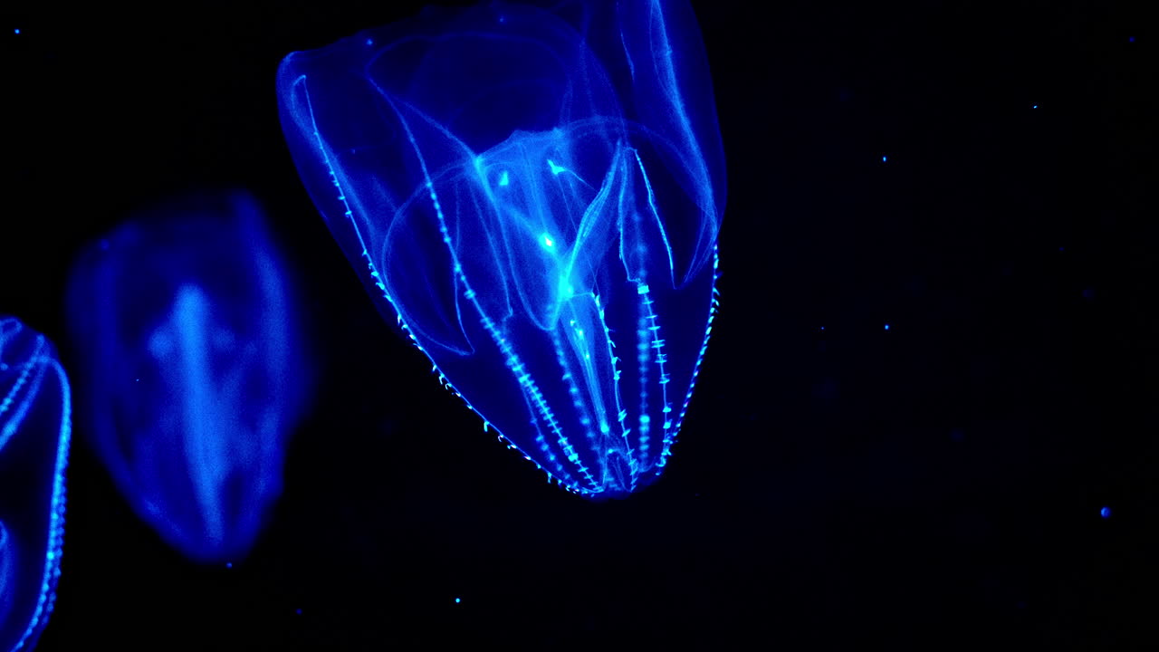 Splendide ctenofori che brillano al buio sott'acqua all'Acquario Uminomori a Sendai, Giappone