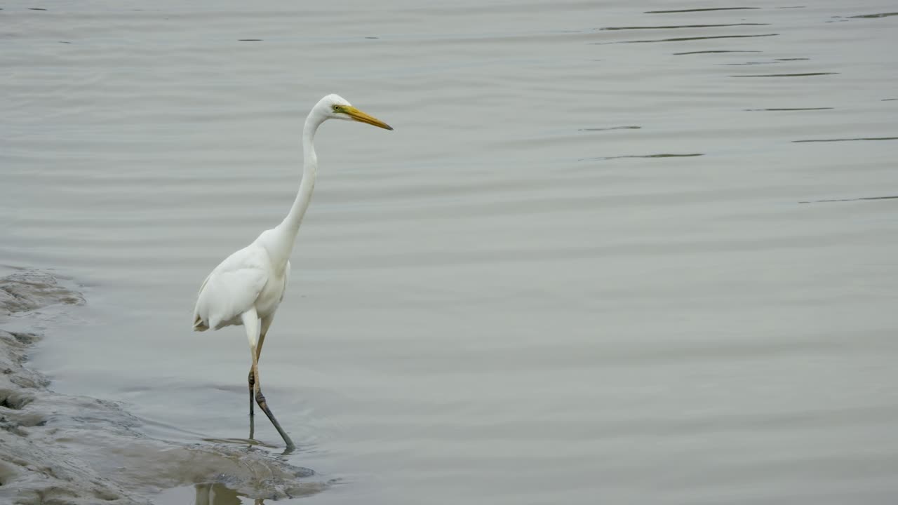 A graceful Great Egret wades through a tranquil wetland showcasing its beauty against a serene backdrop
