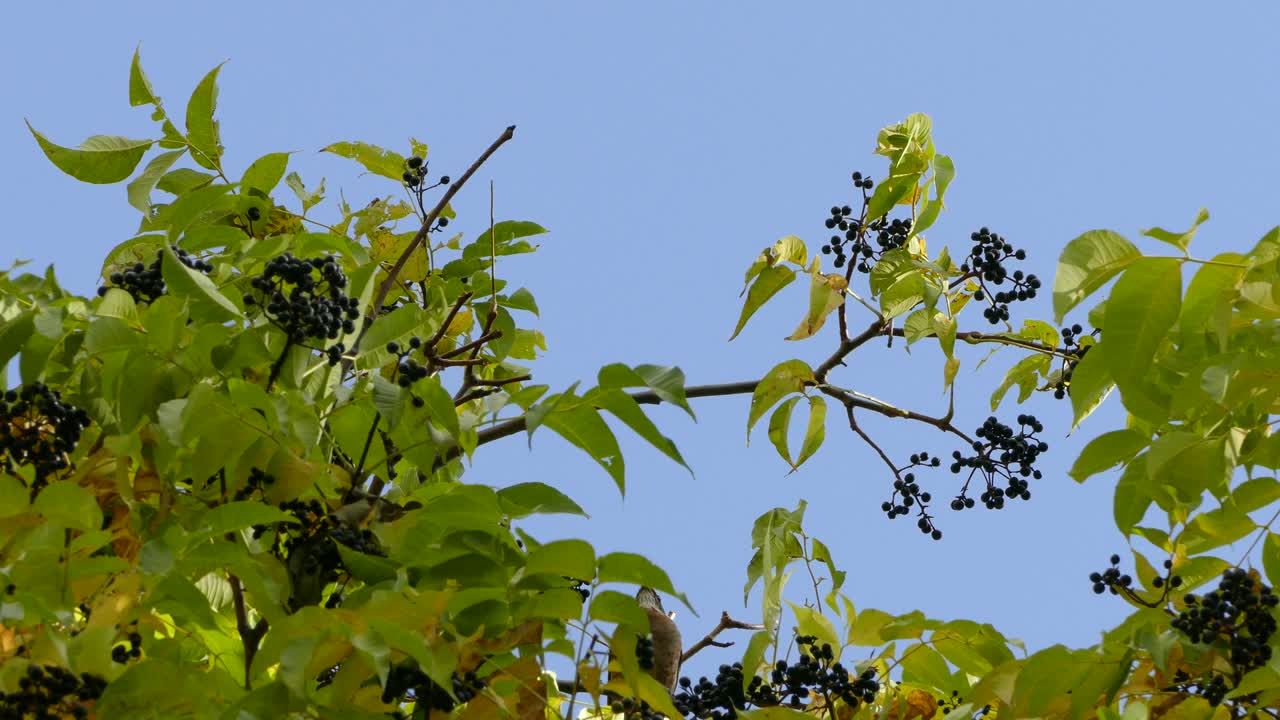 완벽한 푸른 하늘을 배경으로 캐노피 높은 나뭇가지에서 멀리 날아가는 아메리칸 로빈