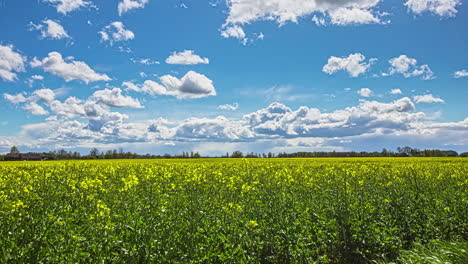 Yellow-Rapeseed-Field-In-Summer