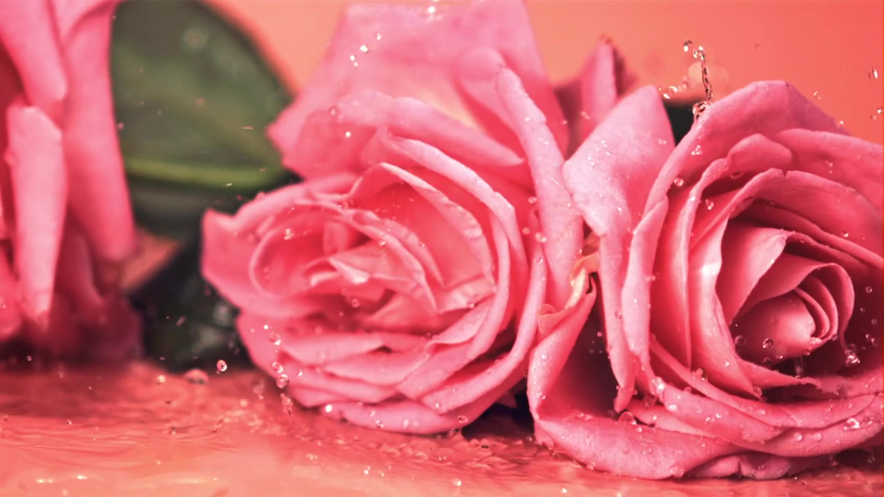 Close-up van roze rozen die vallen en spatten op een nat oppervlak