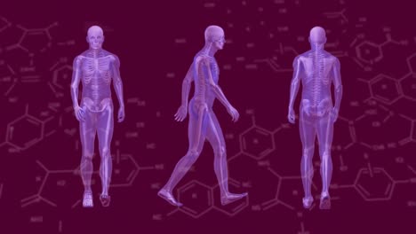 Animation-of-chemical-structures-over-three-human-body-models-walking-against-purple-background