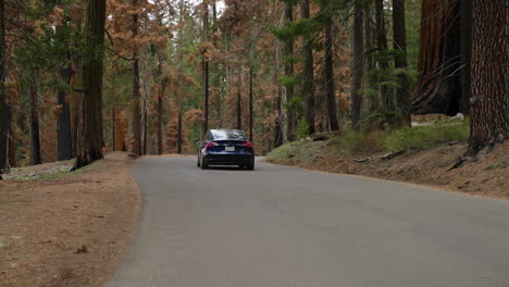 carretera asfaltada con conducción de coche tesla azul alrededor del parque nacional sequoia en california, ee.uu.