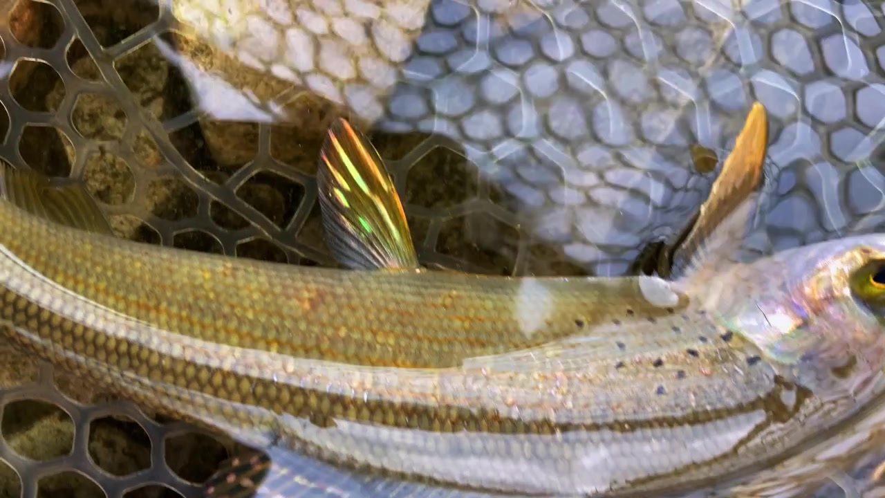 Primo piano di un temolo artico selvatico che mostra le sue pinne dorsali e pelviche colorate e distintive. Temolo che riposa in una rete in un lago di montagna incontaminato. Filmato ideale di fauna selvatica e acqua dolce.