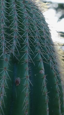 close-up of a cactus with spines and sunlight