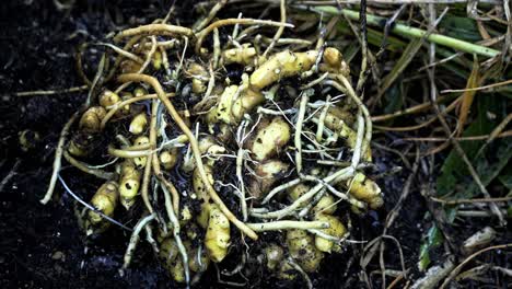 Washing-off-dirt-from-ginger-root-harvested-from-a-home-garden-Unveiling-Nature's-Bounty