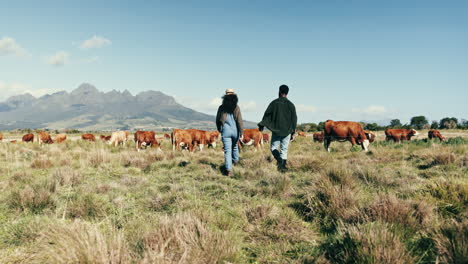 cattle, farm and people walking on sustainable