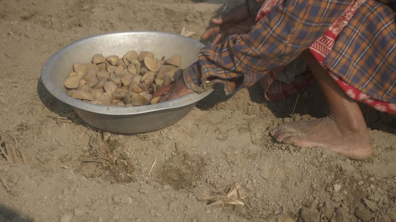 Planting seed potatoes at a potato farm field, West Bengal