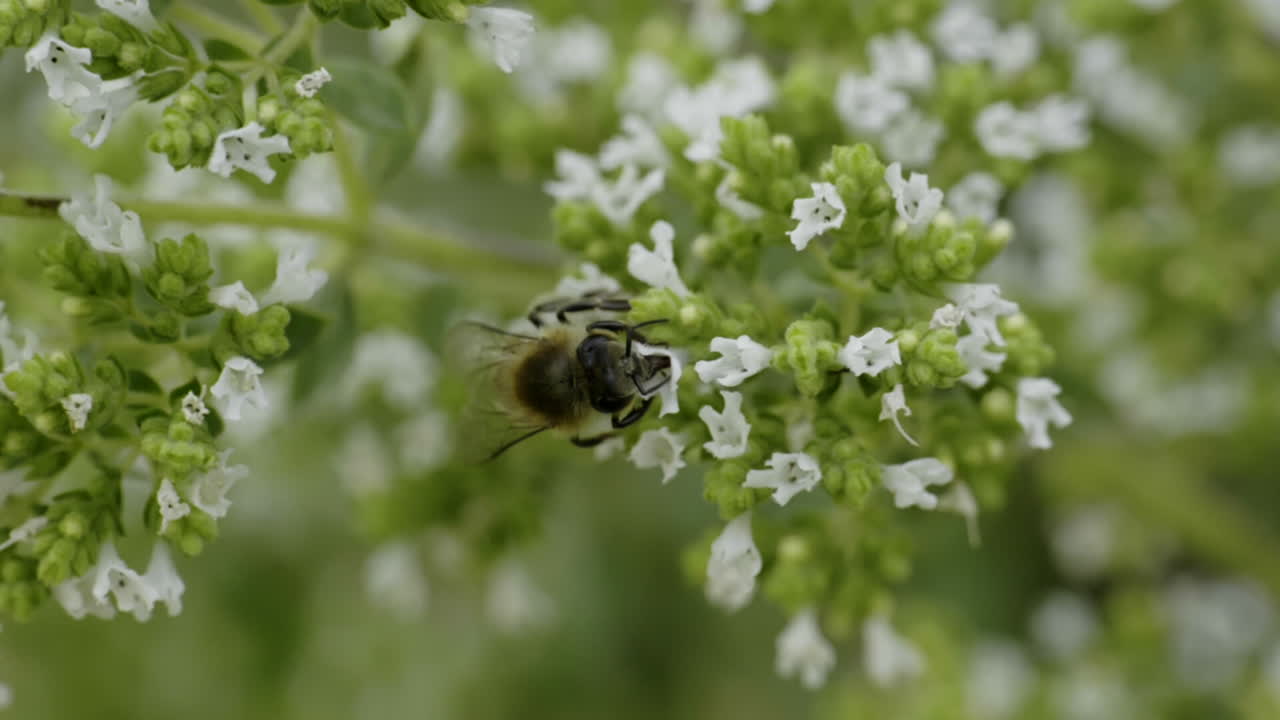 Bee on Oregano Flower