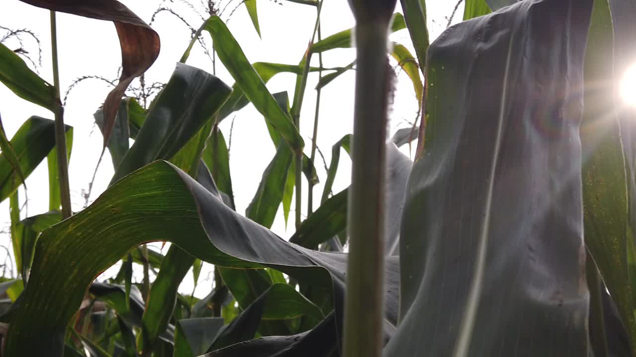 caminando por el laberinto de maíz al atardecer
