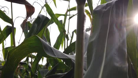 Walking-through-corn-maze-at-sunset