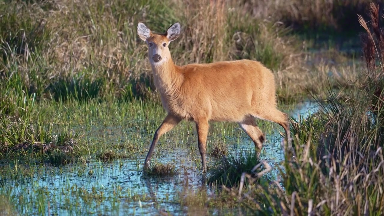Cervo delle paludi (Blastocerus dichotomus) fulvo cammina con cautela attraverso una prateria allagata alla luce soffusa del giorno